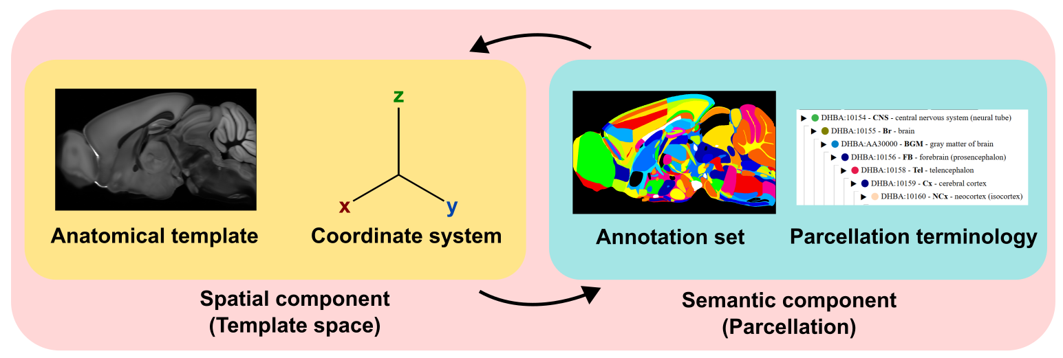 AtOM model of atlases