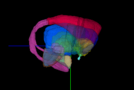 Cynomolgus macaque visualization