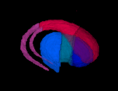 Dorsal striatum children structures