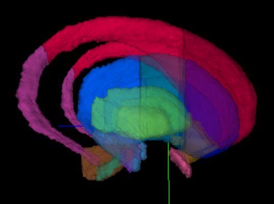 Human CCF visualization