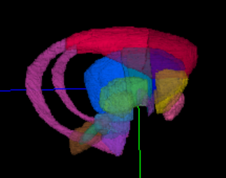 marmoset visualization