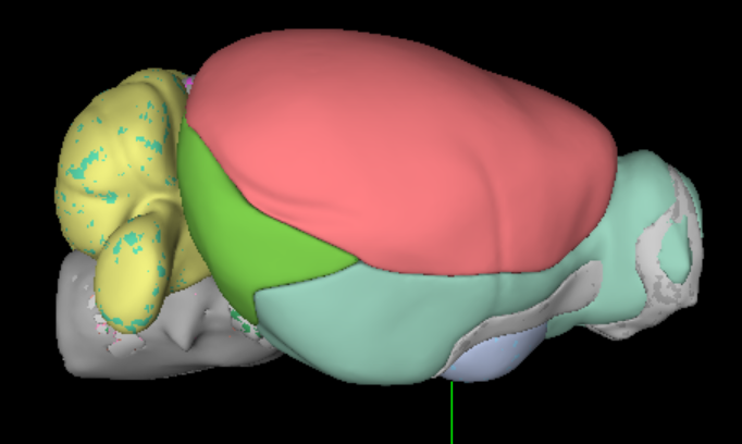 Mouse visualization