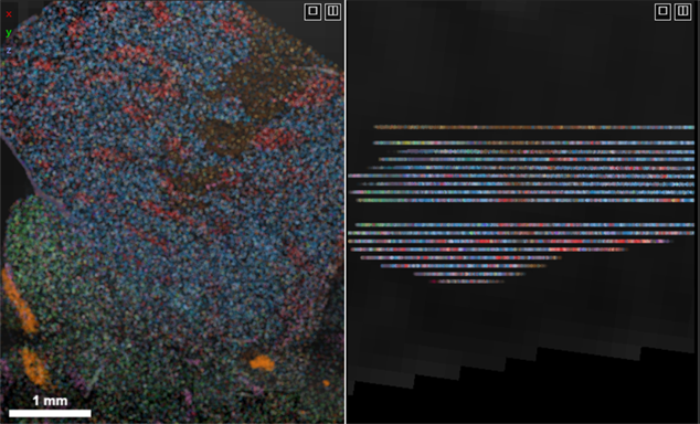 After tilting cross-section plane
