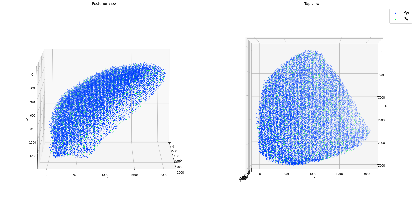 ../_images/tutorials_cell_placement_18_1.png