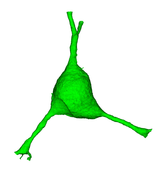 Soma cutout from a full-neuron mesh