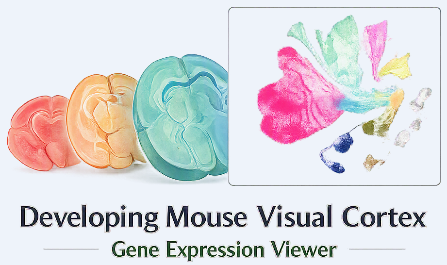 Developing Mouse Visual Cortex Gene Expression Viewer logo