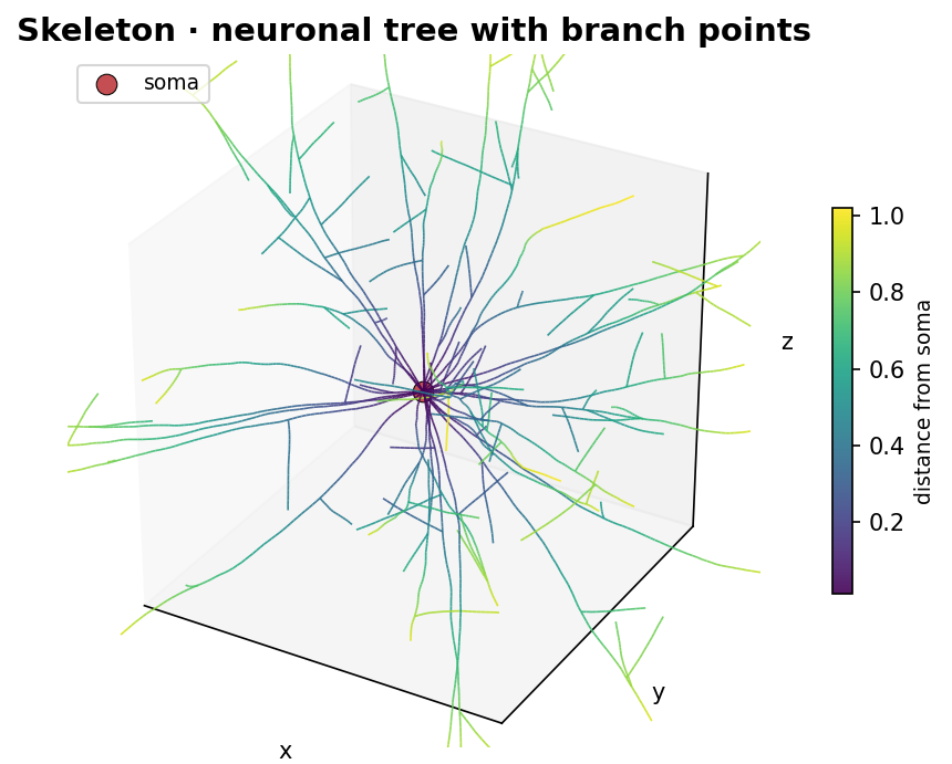 Branching skeleton illustration