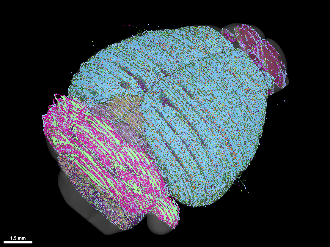 Point cloud of mouse brain cells